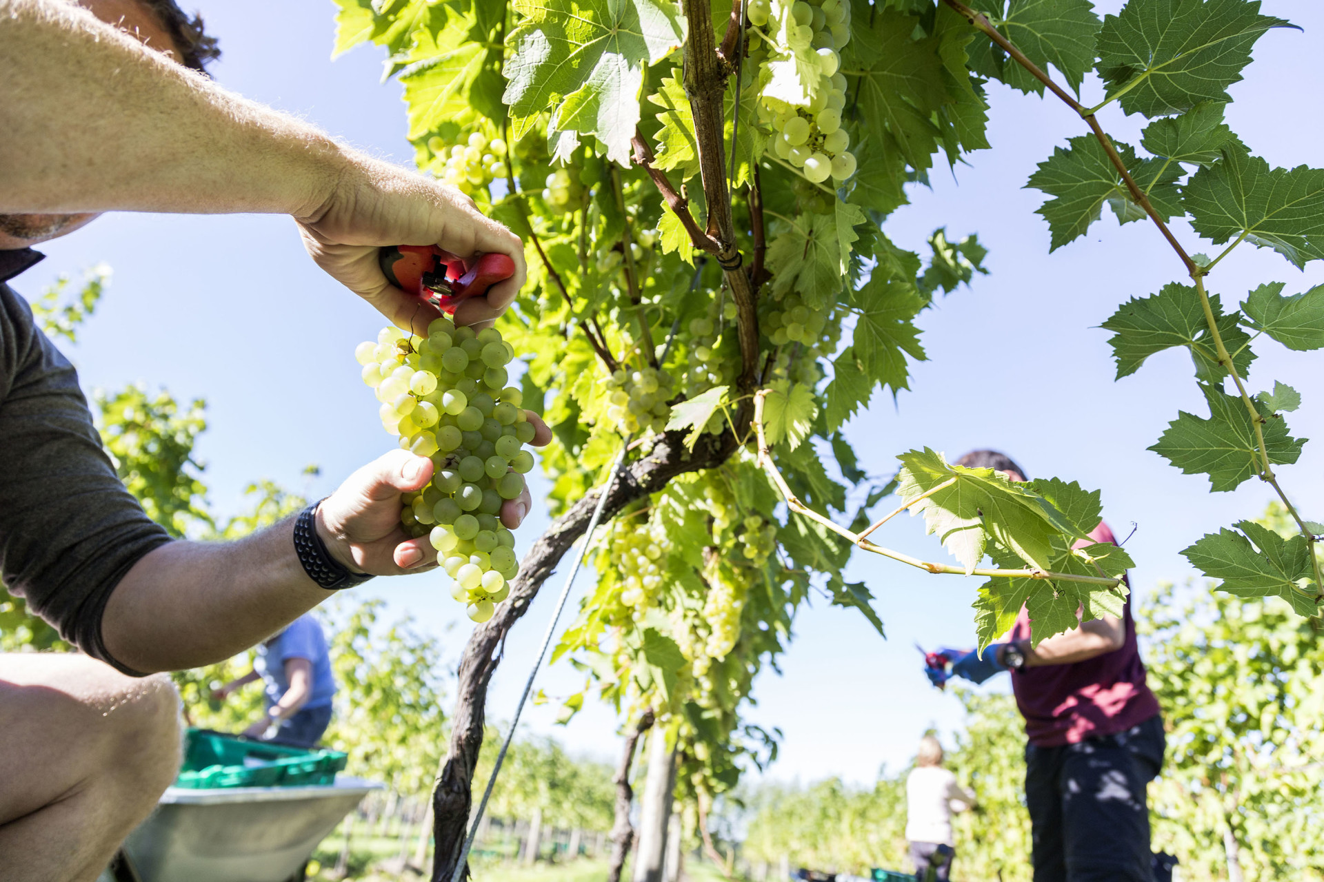 ALDWICK ESTATE, PRODUCING A HIGH-QUALITY ENGLISH WINE